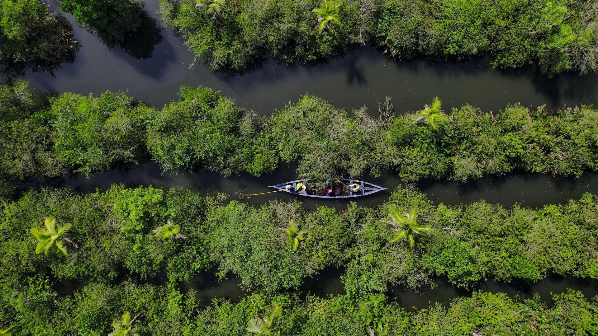 Aerial view of a canoe on a channel between mangrove stands