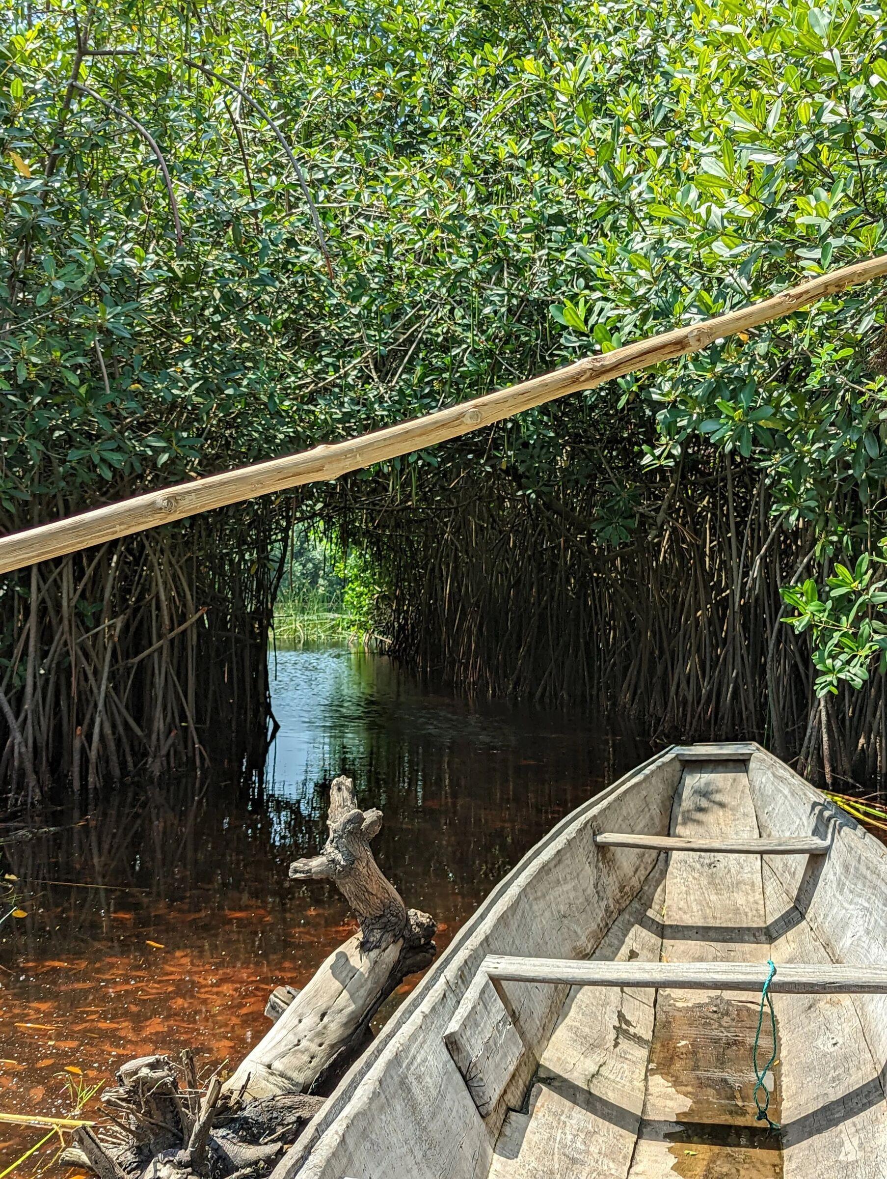 A dugout canoe moored in a mangrove creek in coastal Benin