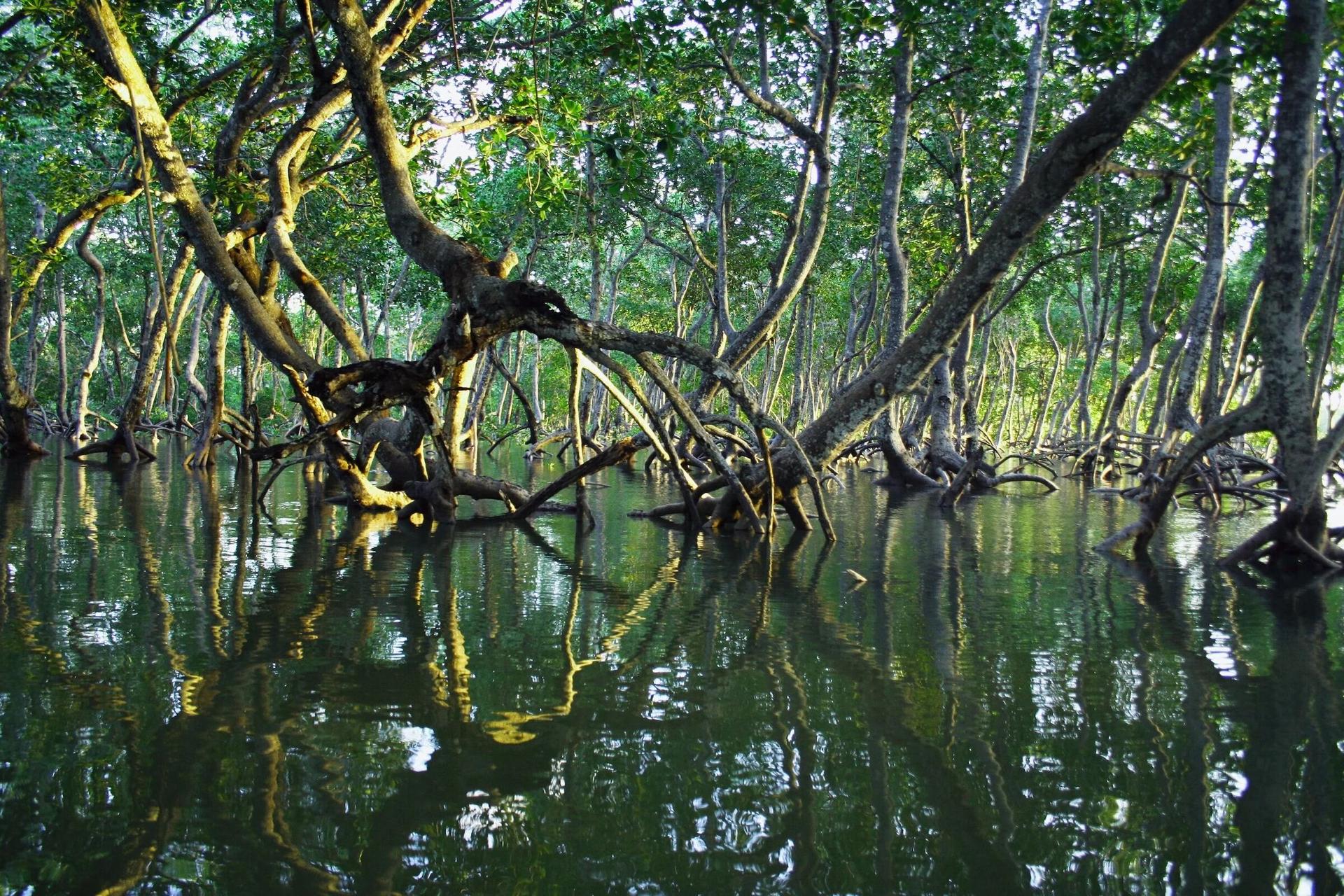 Mangrove prop roots reflected in still water