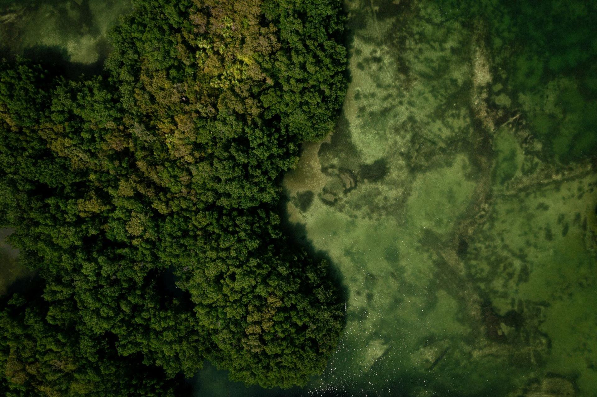 Aerial view of dense mangrove forest meeting clear shallow water