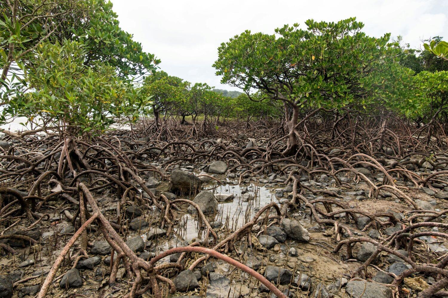Exposed, dead mangrove roots on an eroded beach