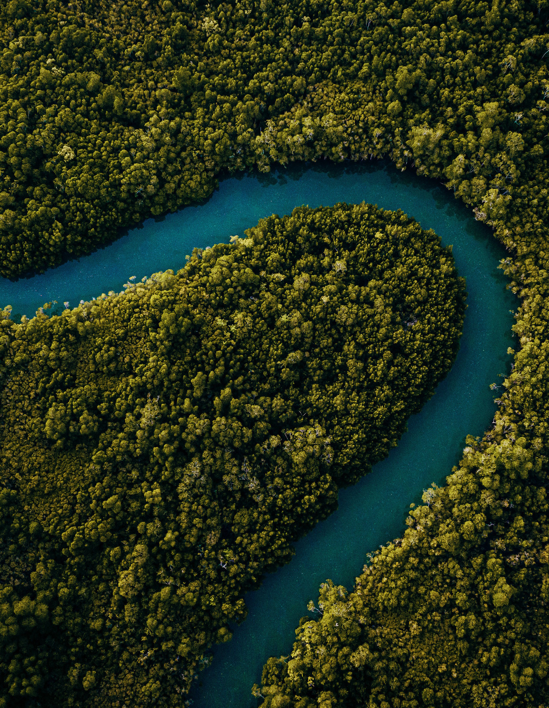 Aerial view of a tidal channel winding through dense mangrove forest