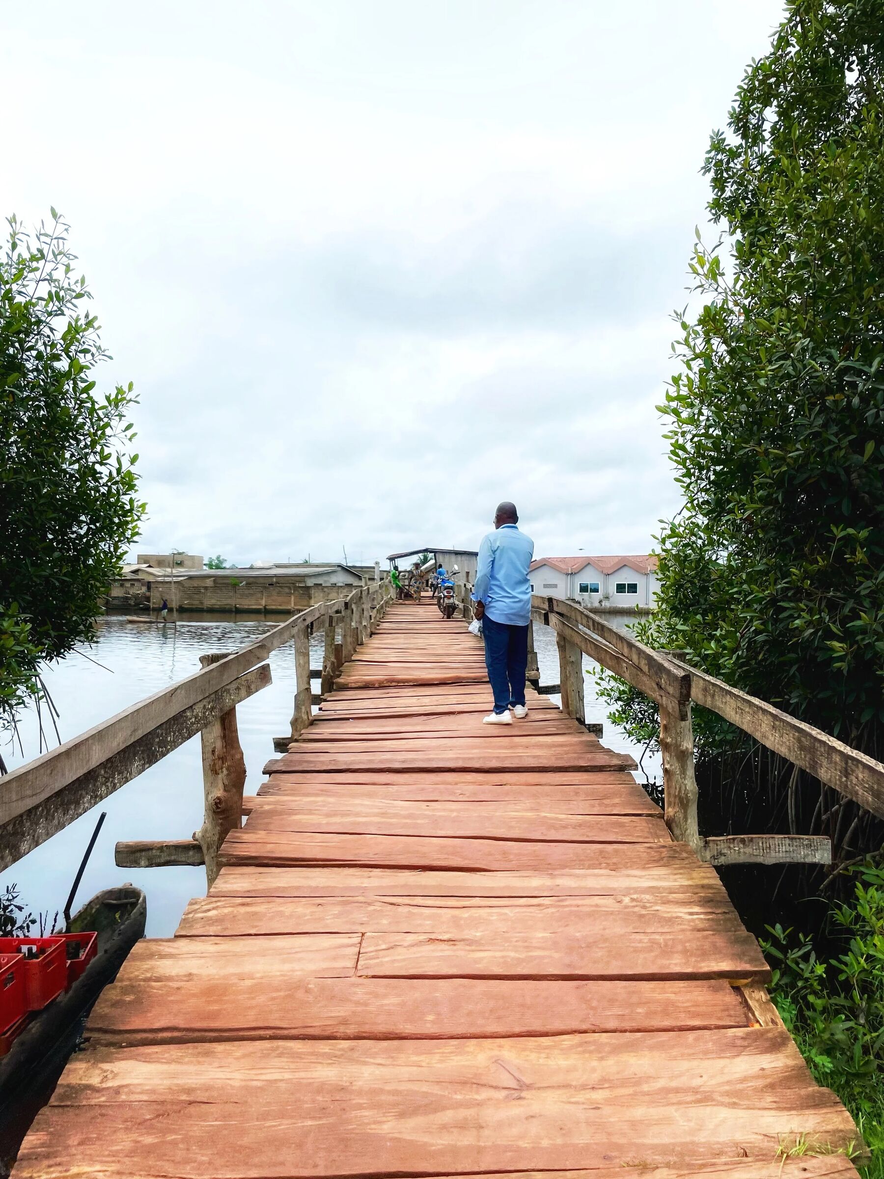 A wooden boardwalk through lakeshore mangroves